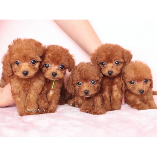 トイプードル専門店 子犬販売