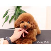 トイプードル専門店　子犬販売