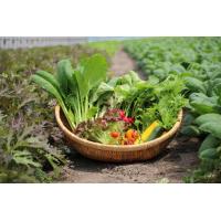 有機JAS認証の有機葉物野菜16品目を年間を通して出荷可能です。