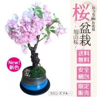 旭山桜 盆栽鉢植え 通販 送料無料 育て方 安全梱包 電話注文 ガーネット鉢植　