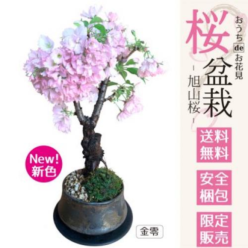 旭山桜盆栽 通販 送料無料 金零色鉢植 育て方 電話注文受 安全梱包