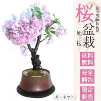 盆栽：桜・藤寄せ植え*陶器鉢* (2023年春開花予定) さく (鉢が選べる