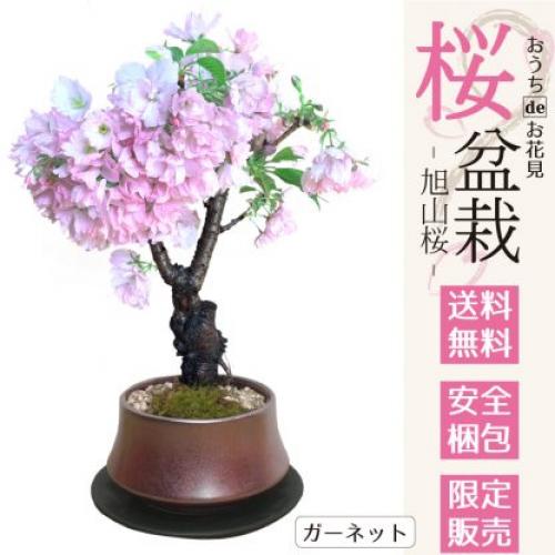 八重桜 旭山桜盆栽 咲いたときはリビング お花見 桜盆栽 綺麗な八重の