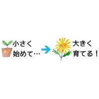 初期費用は低く抑え、集客効果は最大限に ― 海外向けWebサイト製作・運営支援