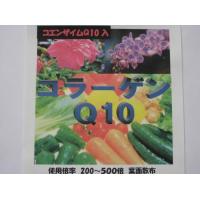 血糖値の上昇を抑え、細胞を活性化し活力を生む　『菊芋粉末』