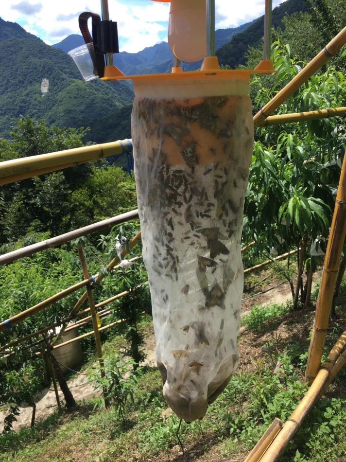 農業害虫対策｜減農薬｜吸引式UV捕虫器