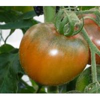 晴れの国おかやま　倉敷市のフルーツトマト専門の笑卓農園です。