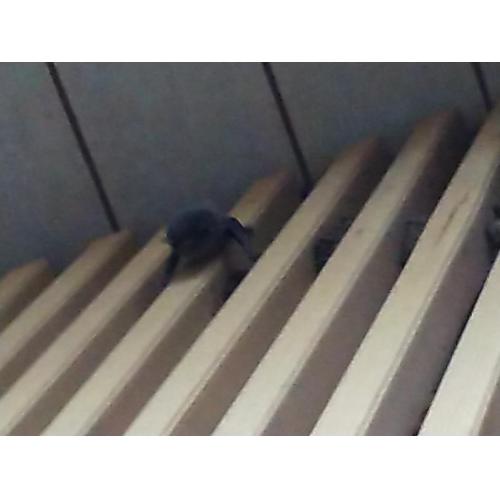 壁の中でガサガサ音が・・・コウモリ駆除、ご相談下さい!