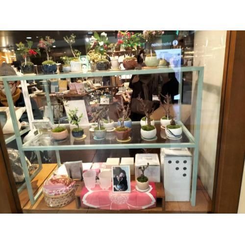 ミニ盆栽販売店:東京・上野