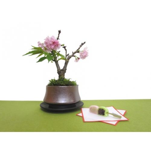 旭山さくら 鉢植盆栽 育て方 ギフト プレセント 贈り物 安全梱包 送料無料
