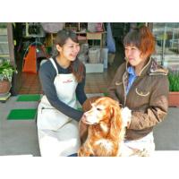 愛犬といっしょに召し上がれるお誕生日ケーキ　　・・・安全 上質 ドッグフード