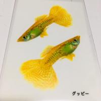 夫婦金魚のオリジナル扇子を作りました。