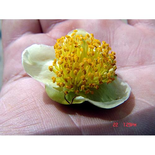 中国茶の相高茶荘 中国茶 台湾茶 茶器
