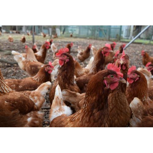 捕鳥作業員を募集中の方必見!その仕事、社団ベトナム社員がさせていただきます!
