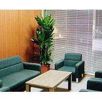 事務室・レストルームの観葉植物（レンタルグリーン）