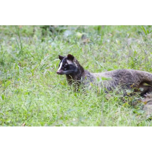 ご納得頂ける金額・作業で対応させていただきます!害獣駆除はQujoliaへ