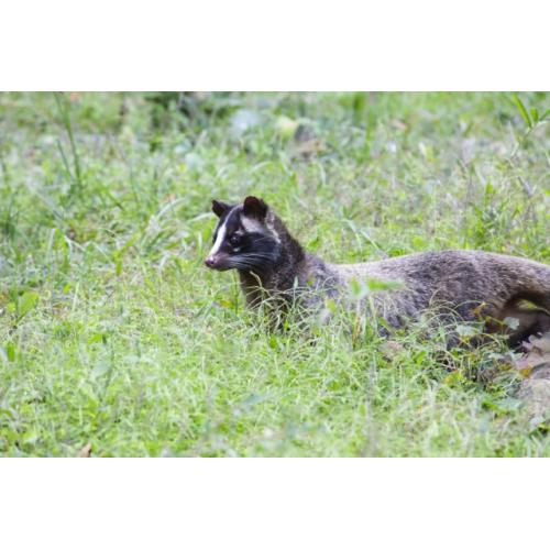 ご納得頂ける金額・作業で対応させていただきます！害獣駆除はQujoliaへ