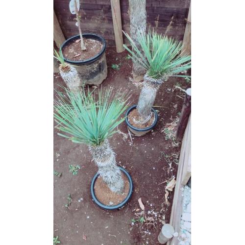 ユッカ ロストラータ