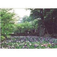 大村商工会議所 - 5月中旬からは大村公園に花菖蒲が咲き乱れます