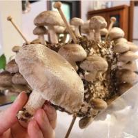 リビングで簡単にきのこ栽培が出来るキット しいたけ菌床ブロック「ポコすく」販売!